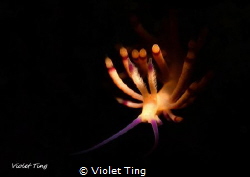 fireworks in the dark by Violet Ting 